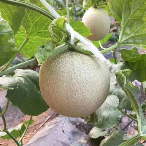 奥雪吃瓜蜜瓜雪糕,奥雪吃瓜蜜瓜雪糕，甜蜜瓜香尽享冰爽时光